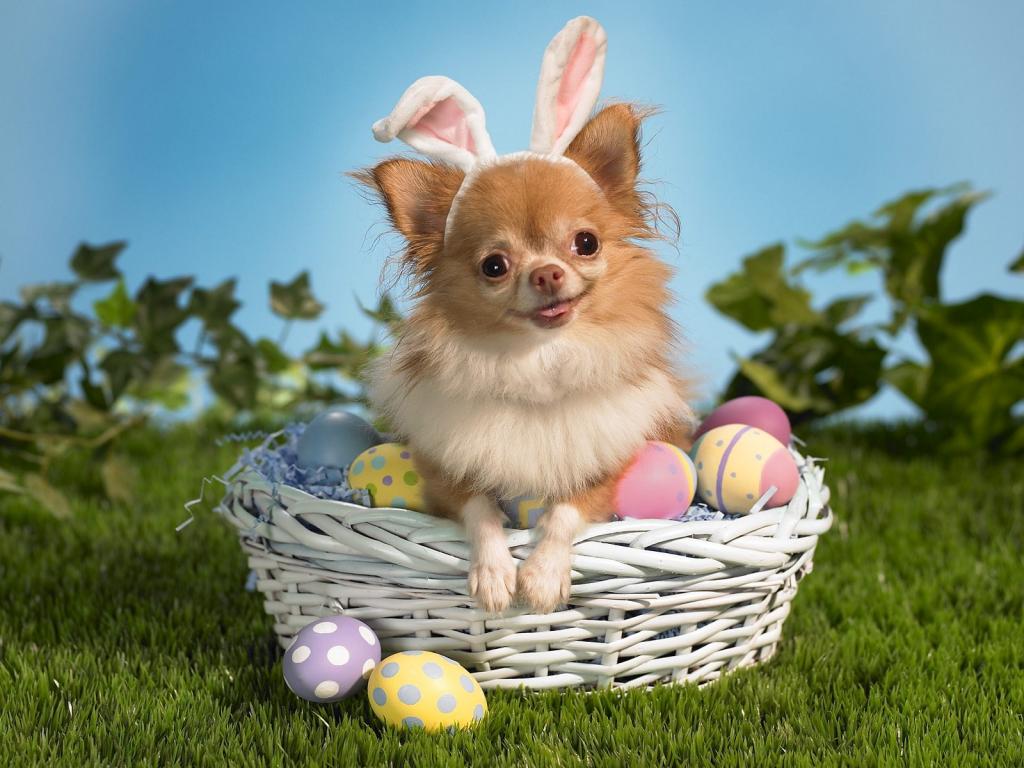 兔子祝你复活节快乐