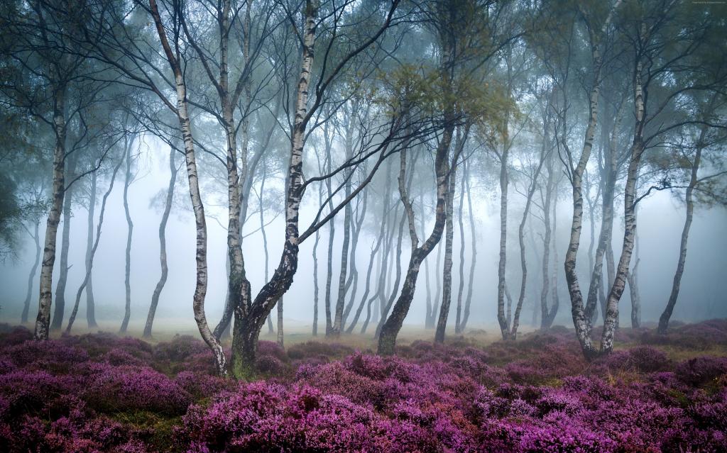 斯坦顿沼泽,5k,4k壁纸,8k,峰区,英国,森林,野花,雾（水平）