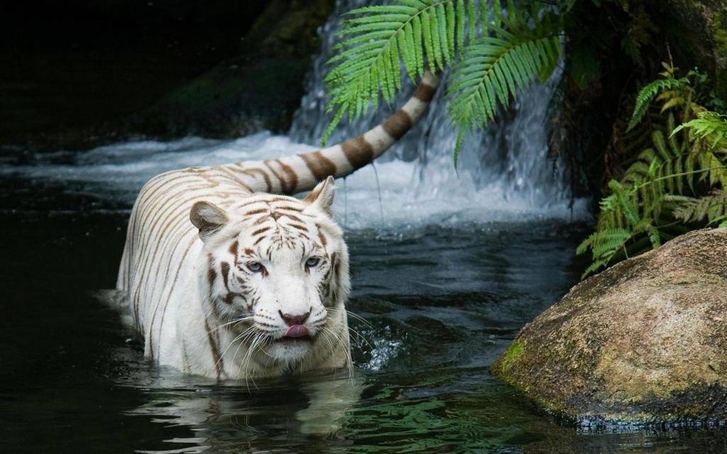 白虎美丽