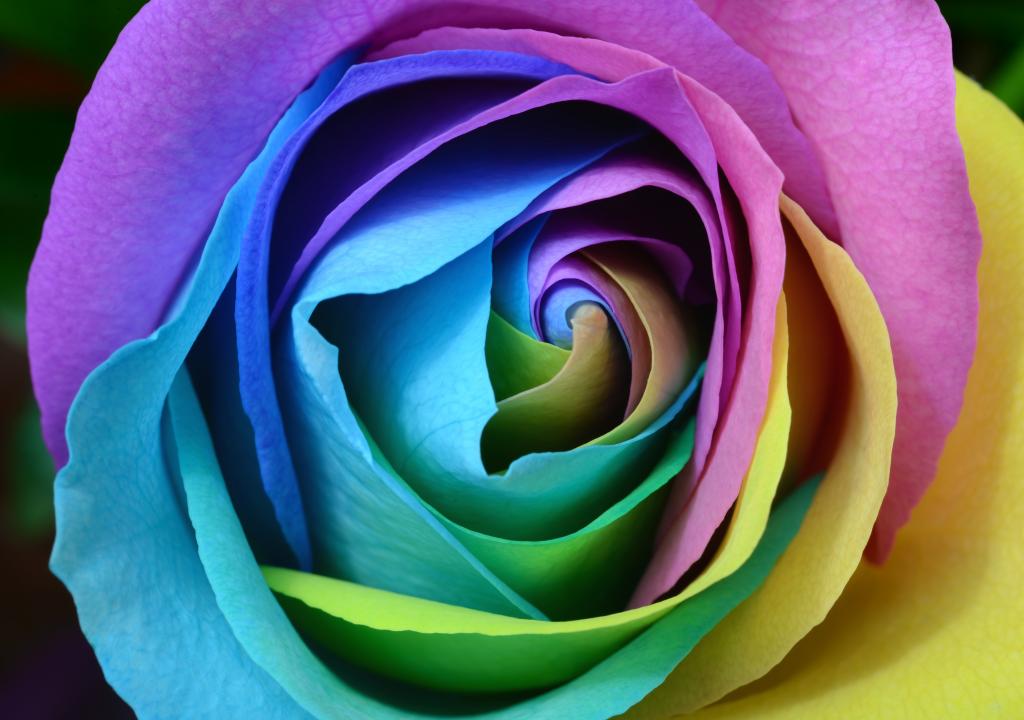 玫瑰,色彩缤纷,彩虹,高清,4k