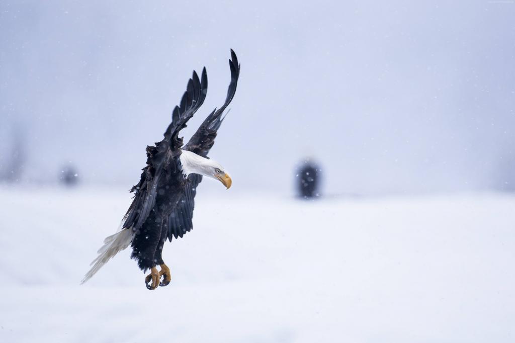 鹰,阿拉斯加,5k,4k壁纸,高清,飞行,冬季,雪,国家地理（水平）