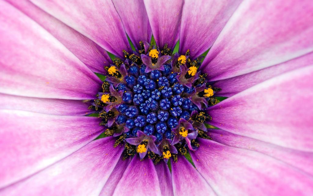 惊人的紫色的花