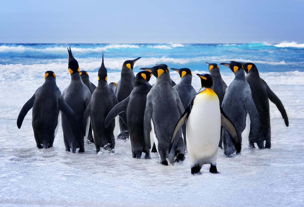 企鹅,雪,海洋,可爱的动物,搞笑（横向）