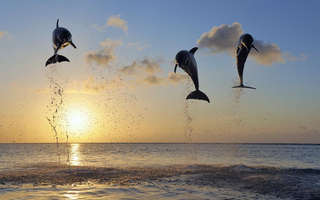 海湾群岛的海豚