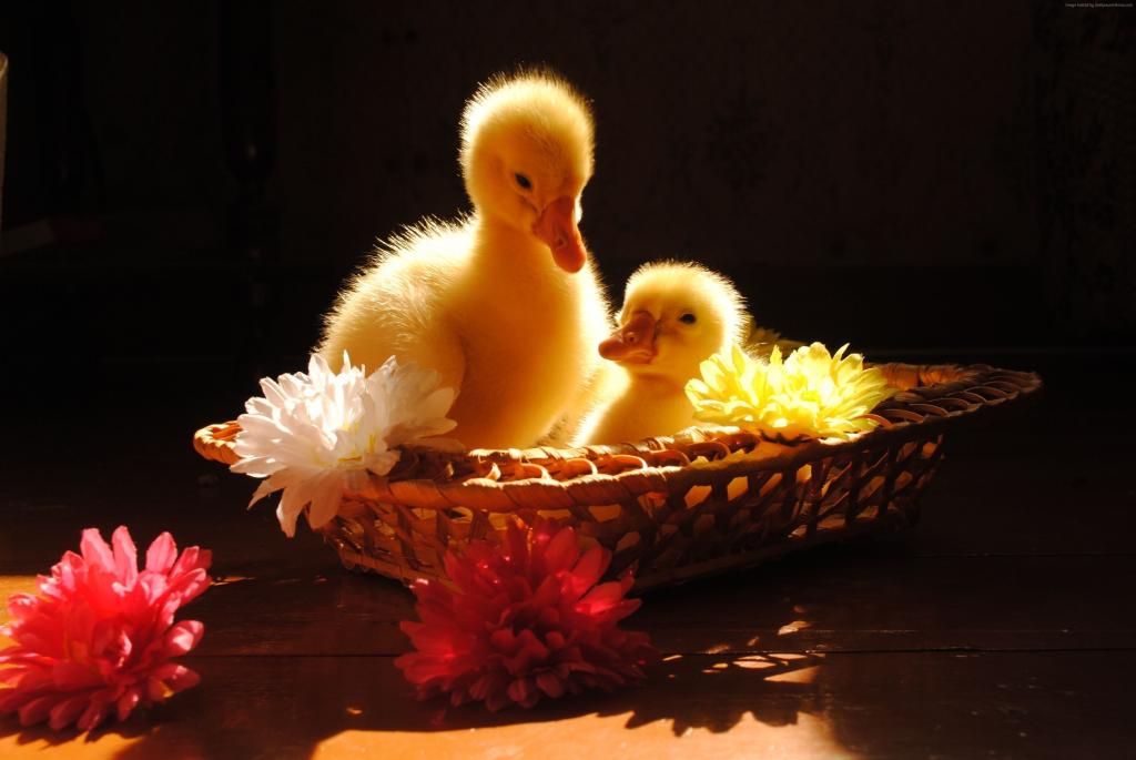 小鸭,黄色,篮子,鲜花,阳光灿烂的日子,表,可爱,动物,宠物（水平）