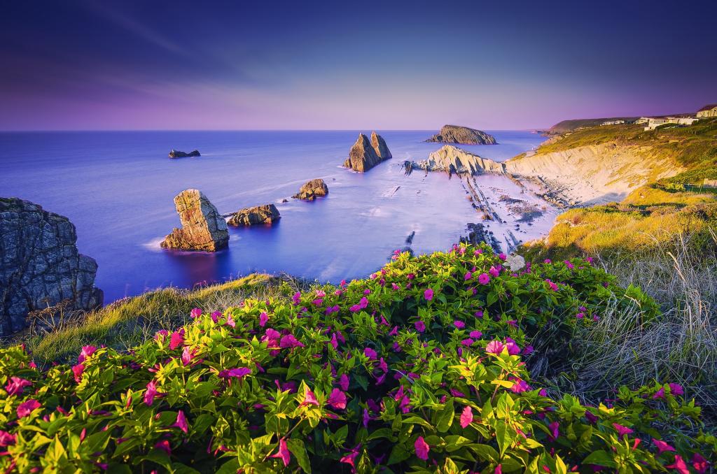 海岸线,紫色的花朵,海滩,海岸,岩石,高清