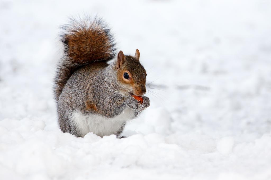松鼠,可爱的动物,雪,冬天,4k（水平）