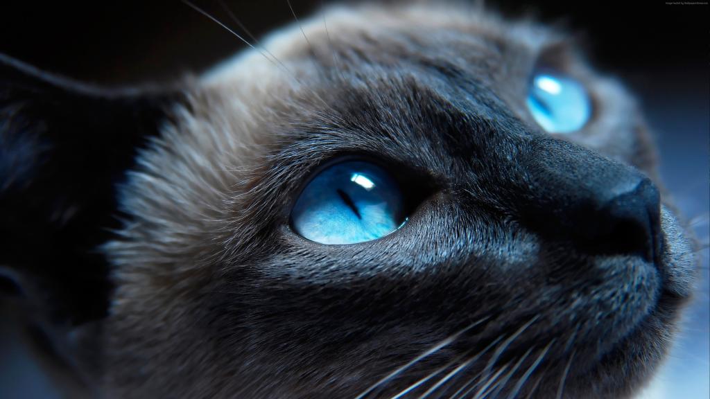 猫,小猫,暹罗,蓝色的眼睛,枪口,美丽,特写镜头,肖像（水平）