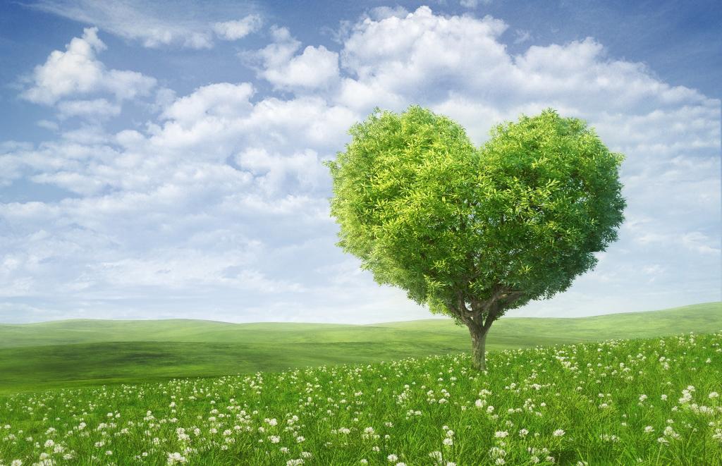 爱的心,树,绿色,景观,高清,4 k