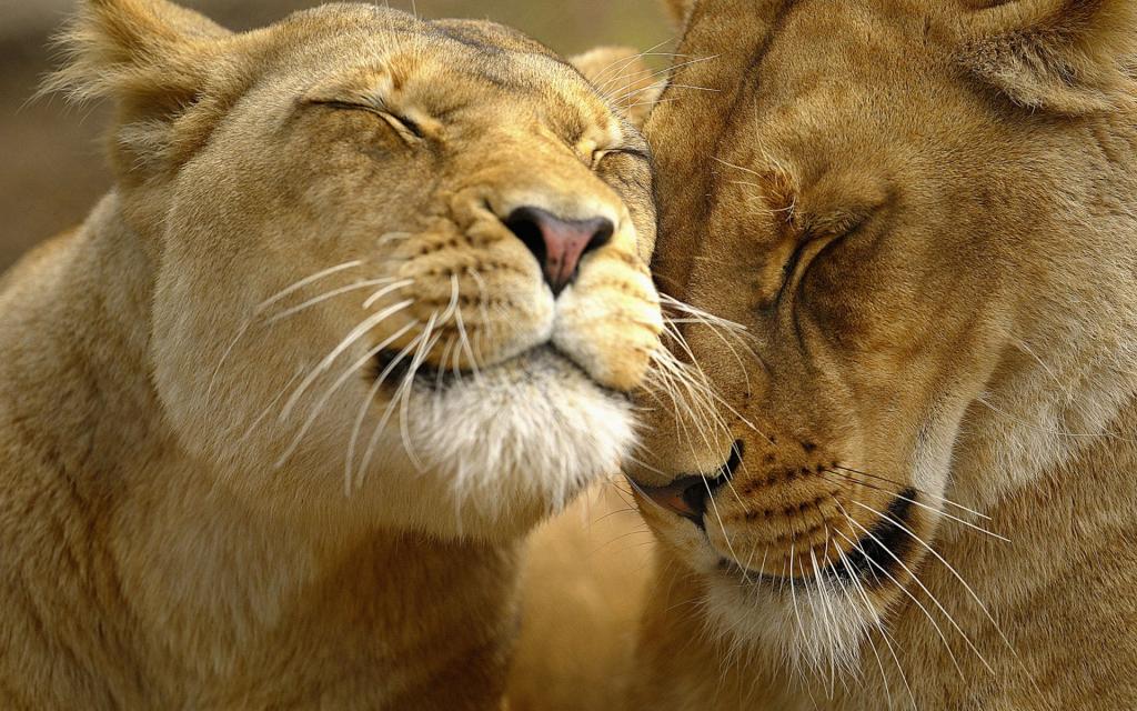 爱狮子