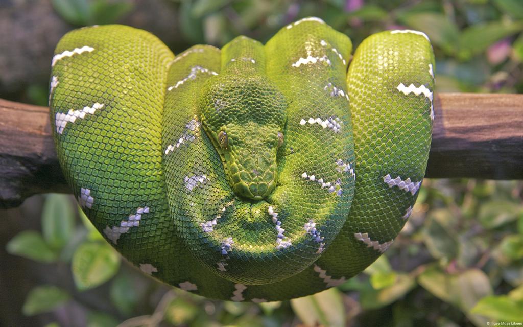 鲜绿色蟒蛇蛇