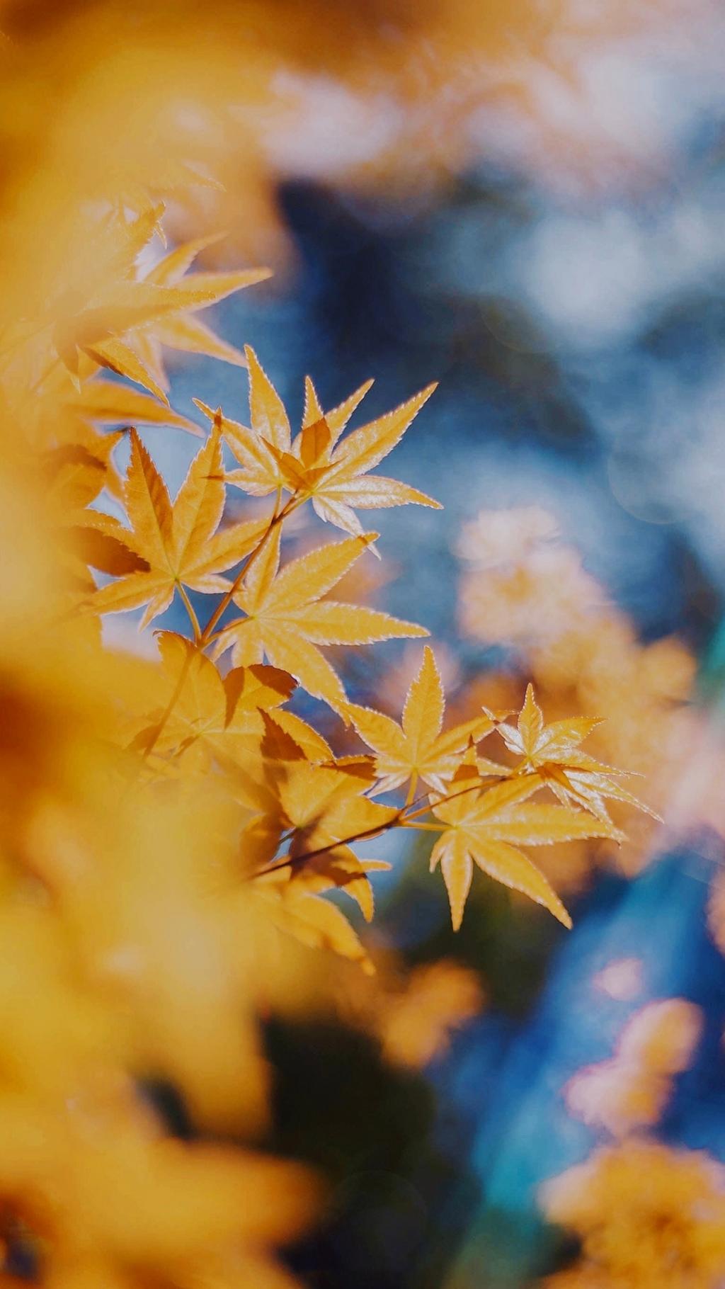 泛黄的秋天枫叶