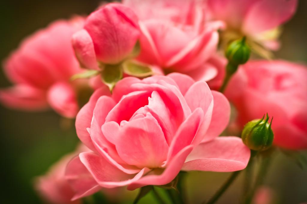 粉红色的玫瑰,宏,花园,高清,4 k