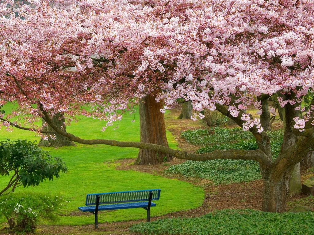樱桃树常青公园华盛顿