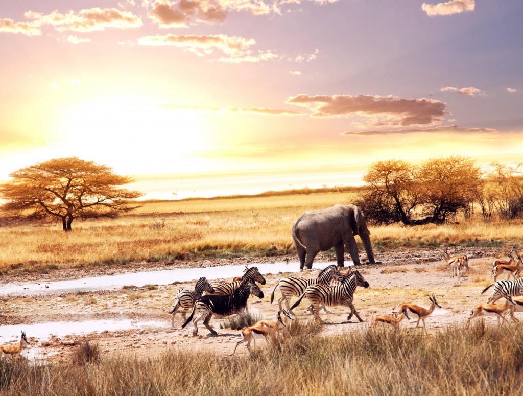 非洲大草原,非洲大象,斑马,鹿,4K,8K