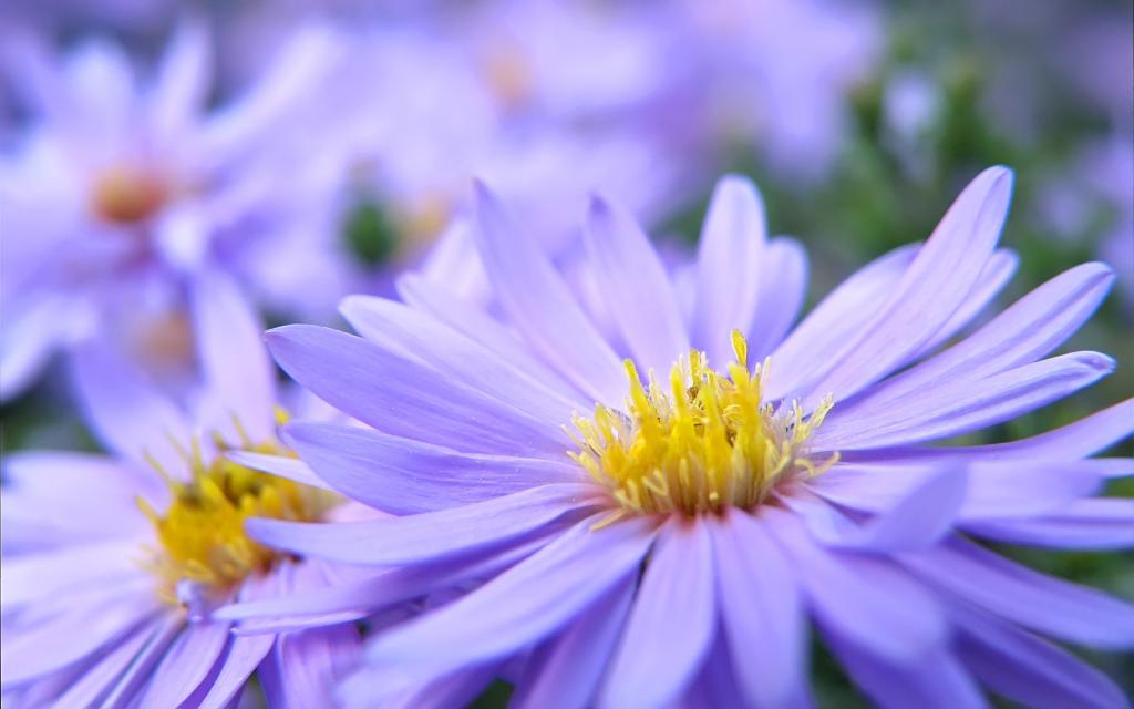 漂亮的Violett花