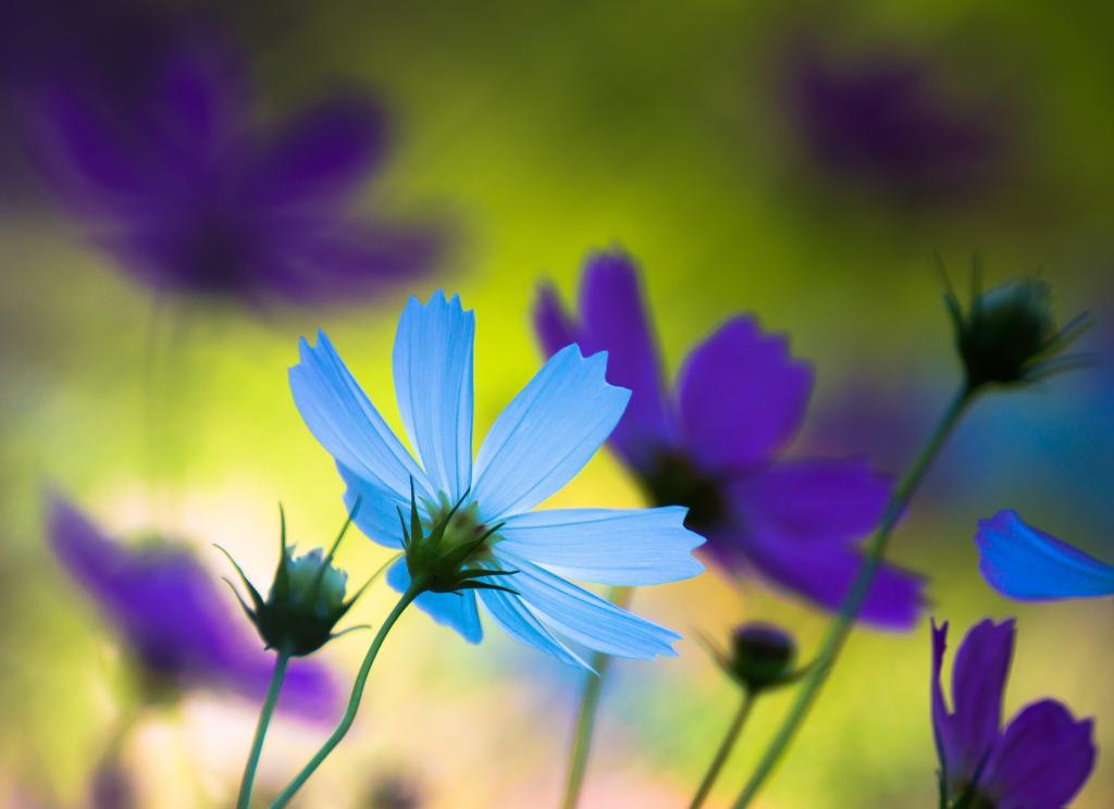 宇宙,鲜花,蓝色,紫色