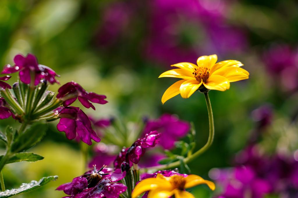花卉,黄色,紫罗兰色,高清,5K