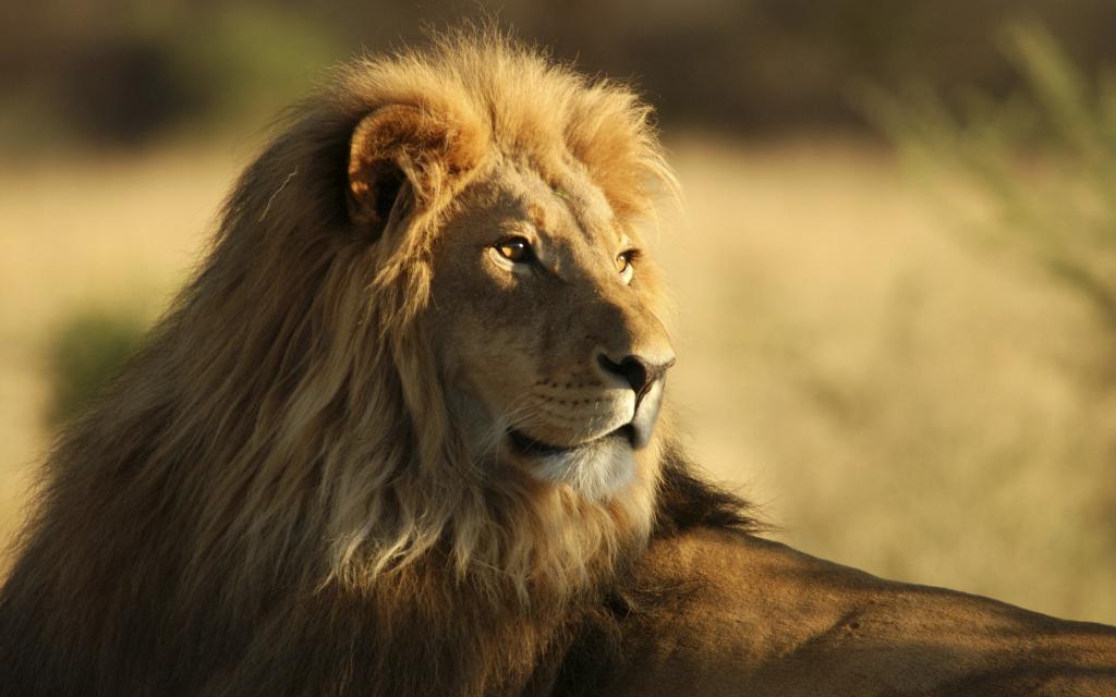 男性非洲狮
