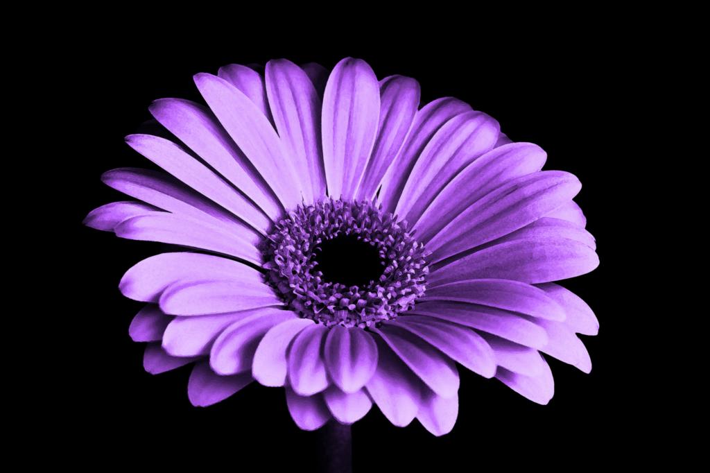 雏菊花,紫色,高清,5K