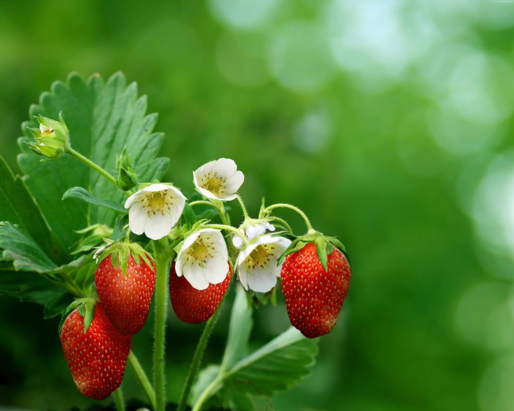 草莓,绿色,鲜花,散景,（水平）