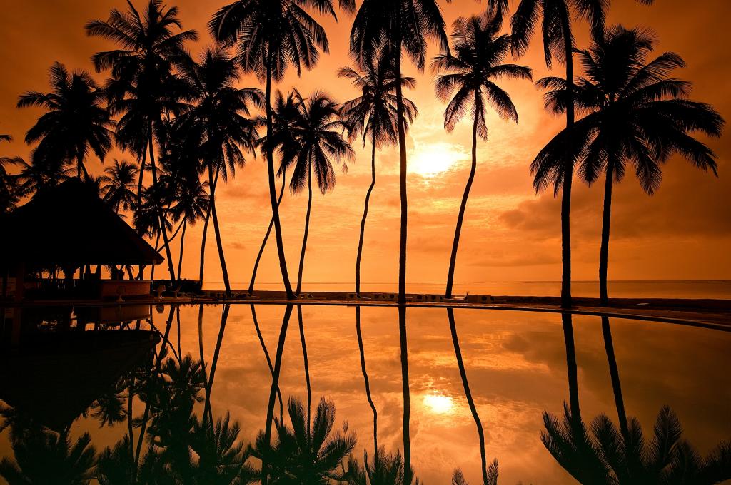 棕榈树,日落,海岸,度假村,高清