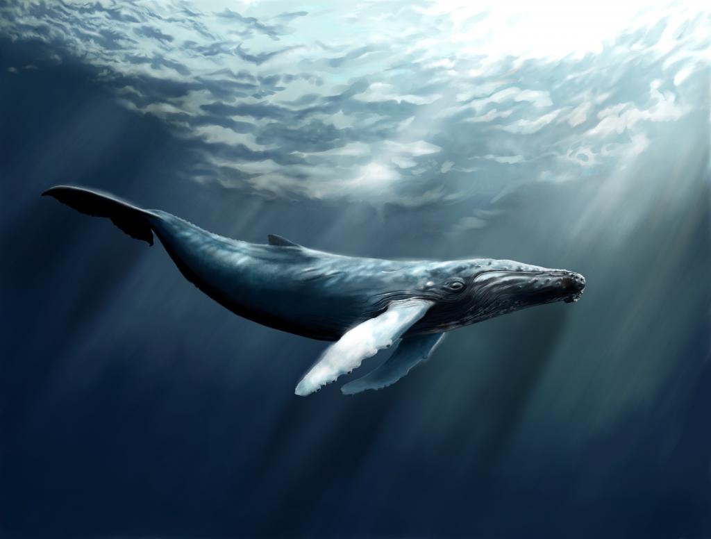 鲸鱼,海,海洋,水,水下,潜水,艺术,射线,世界上最好的潜水地点（水平）