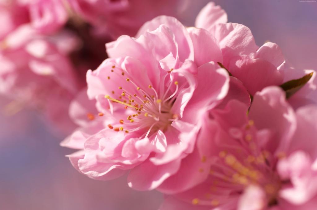 樱花,4k,高清壁纸,粉红色,春天,花卉（水平）