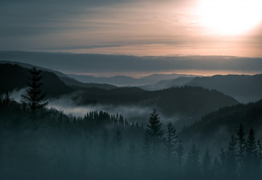 挪威,雾,森林,4K