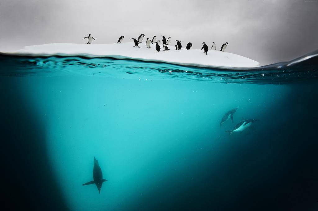 企鹅,新西兰,水下（水平）