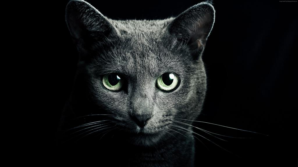 猫眼睛壁纸 黑色图片