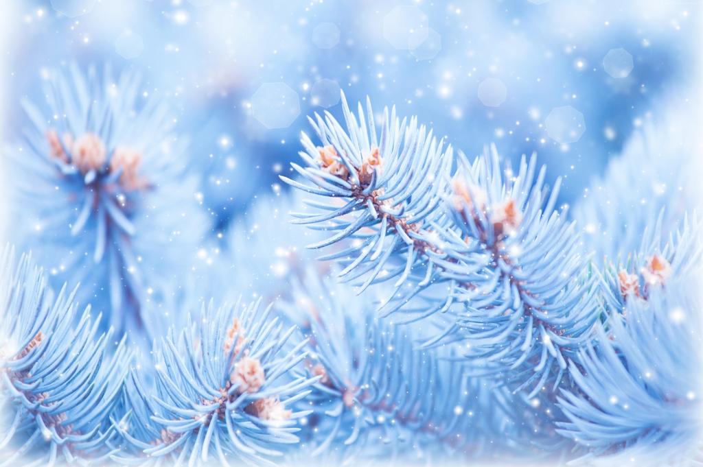 枞树,5k,4k壁纸,圣诞节,冬天,蓝色（水平）