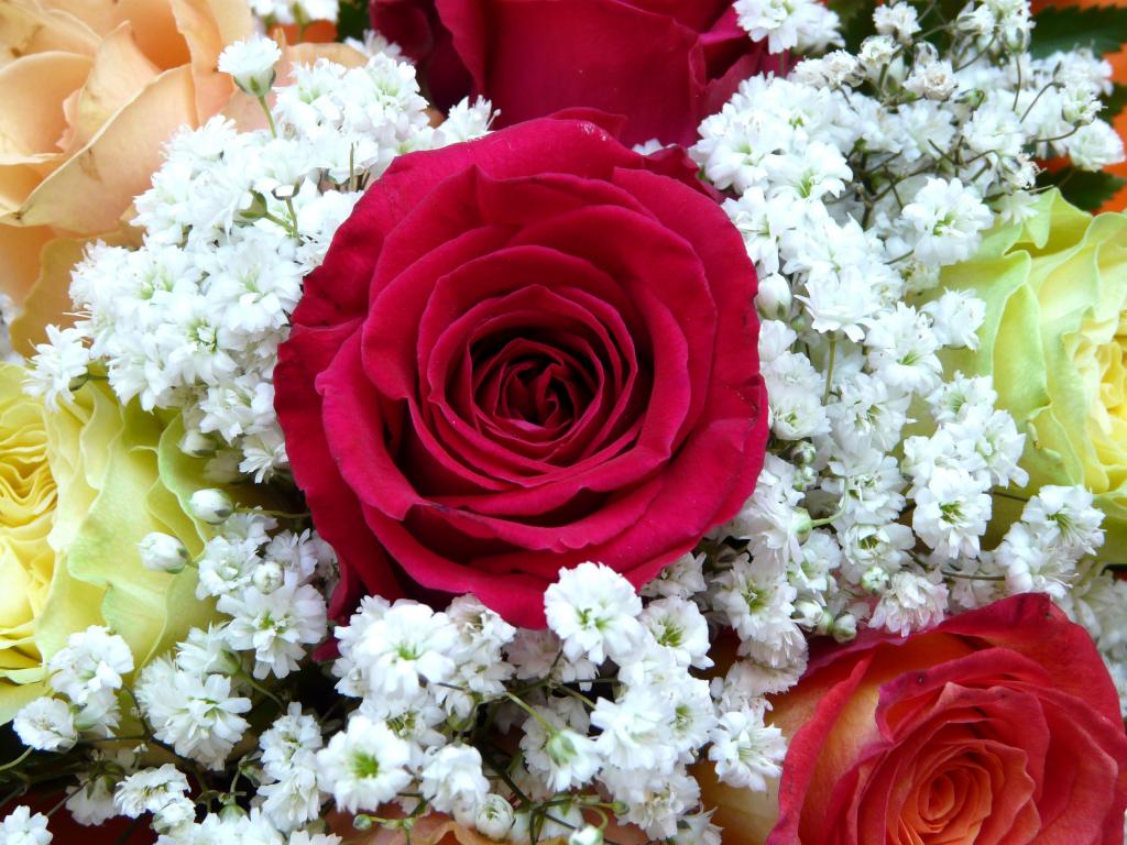 红玫瑰,鲜花花束,高清
