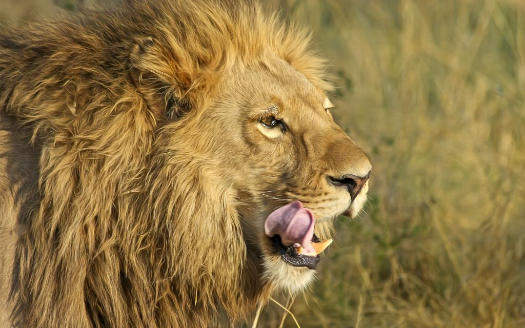 南非狮子