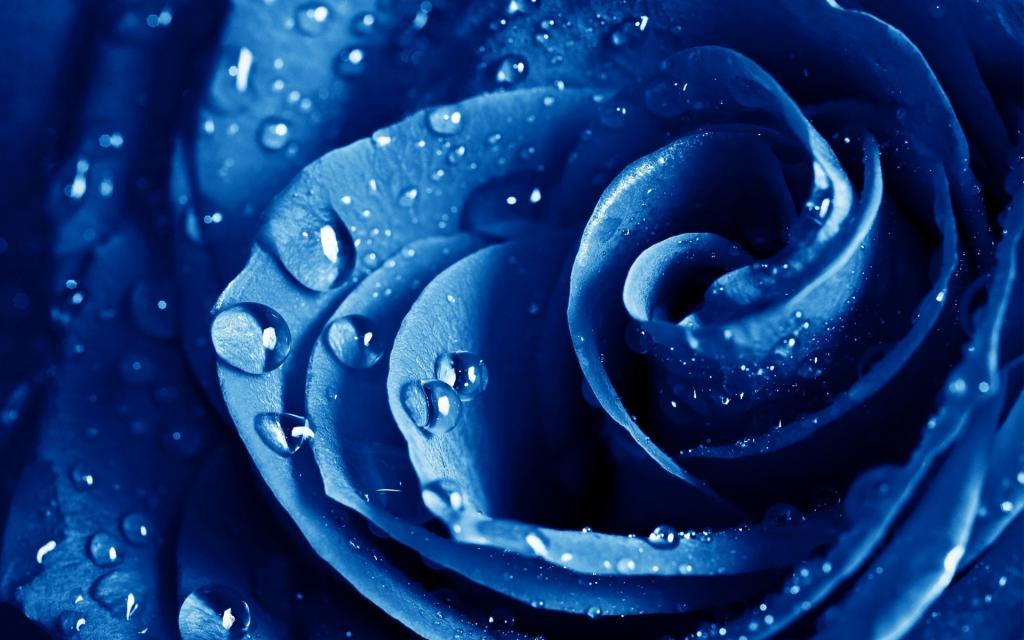 湿滴蓝玫瑰