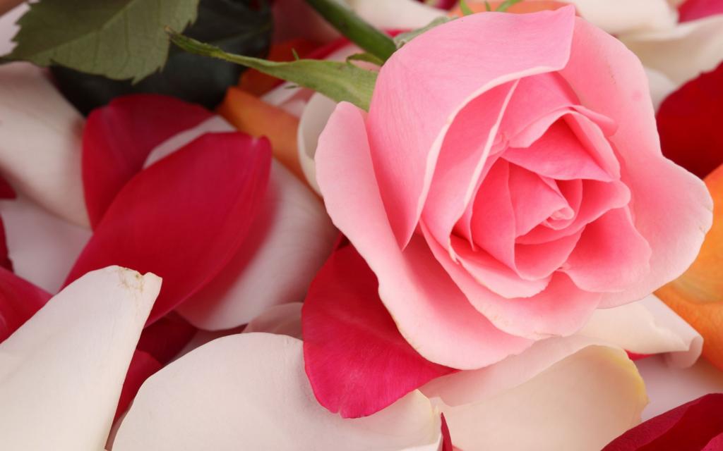 粉红玫瑰,玫瑰花瓣,高清