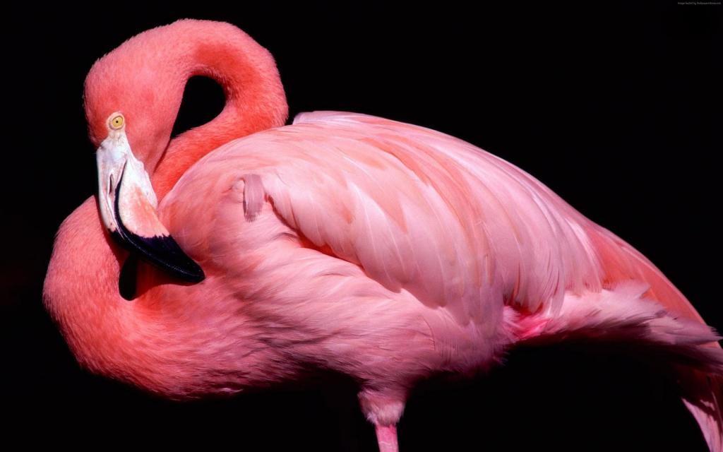 火烈鸟,可爱的动物,粉红色（水平）