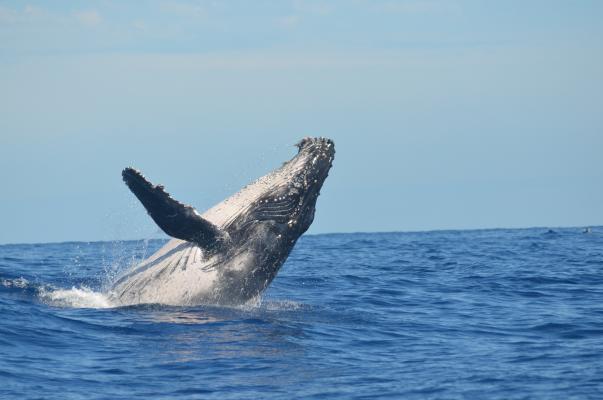 跃出海面的蓝鲸