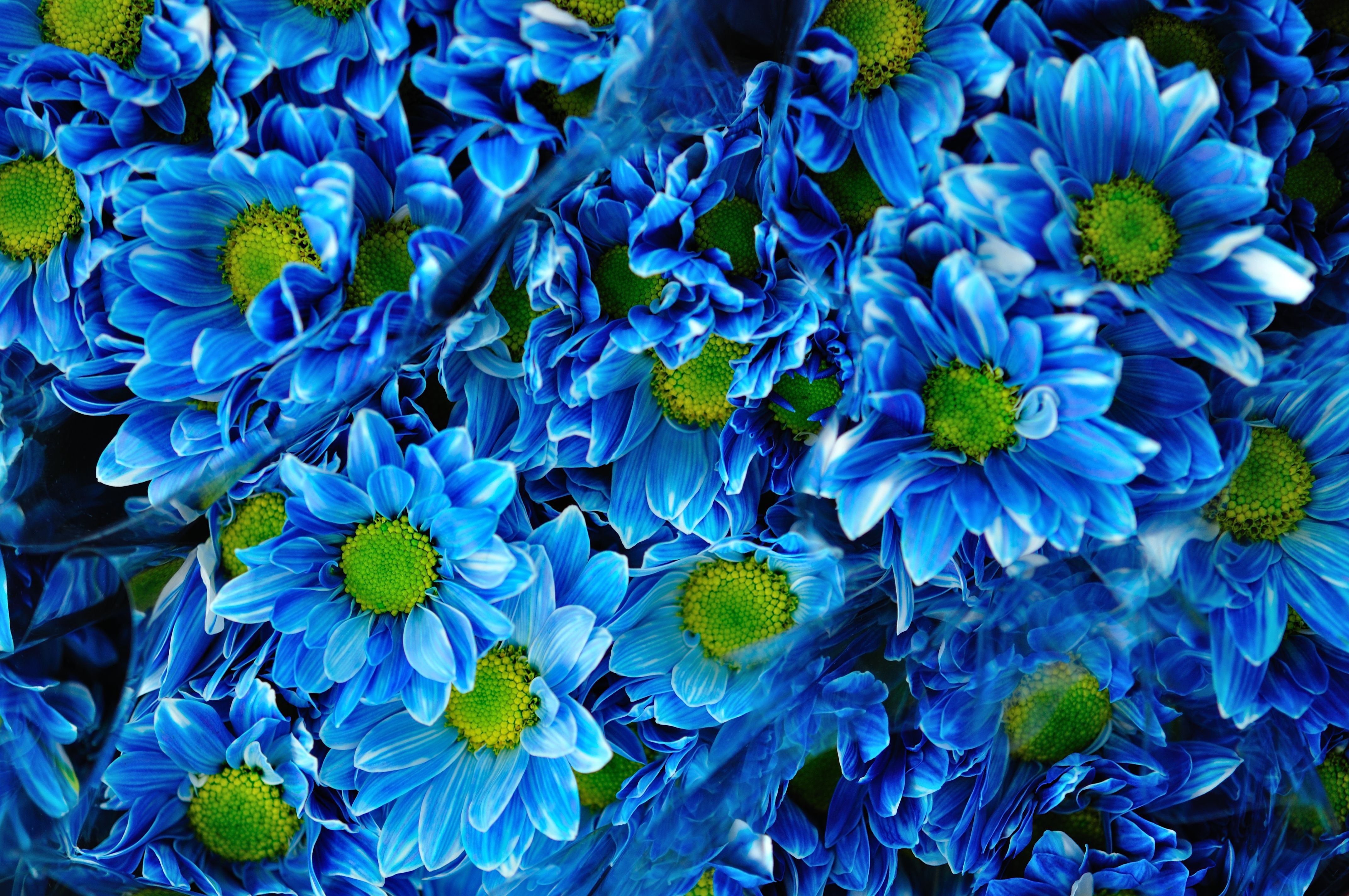 蓝色菊花图片大全大图图片
