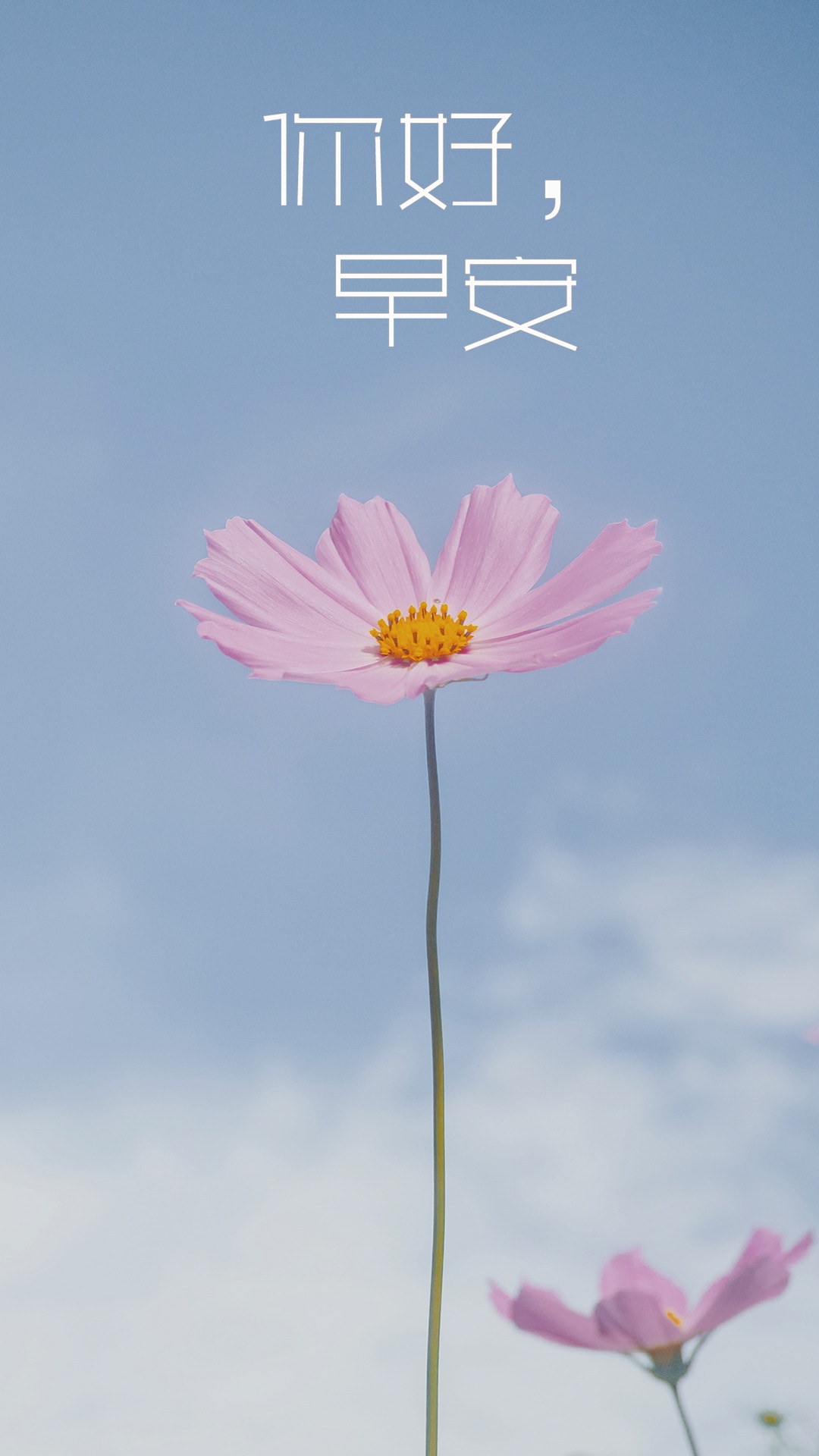 静物摄影-早安励志静物花朵简约手机摄影图海报在线图片制作-图怪兽